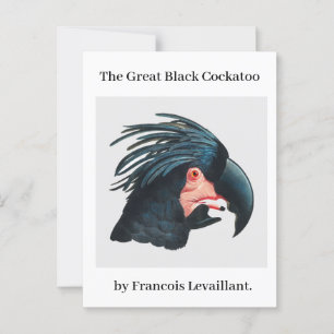 Cartão Postal O Excelente Cockatoo Negro de Francois Levaillant.
