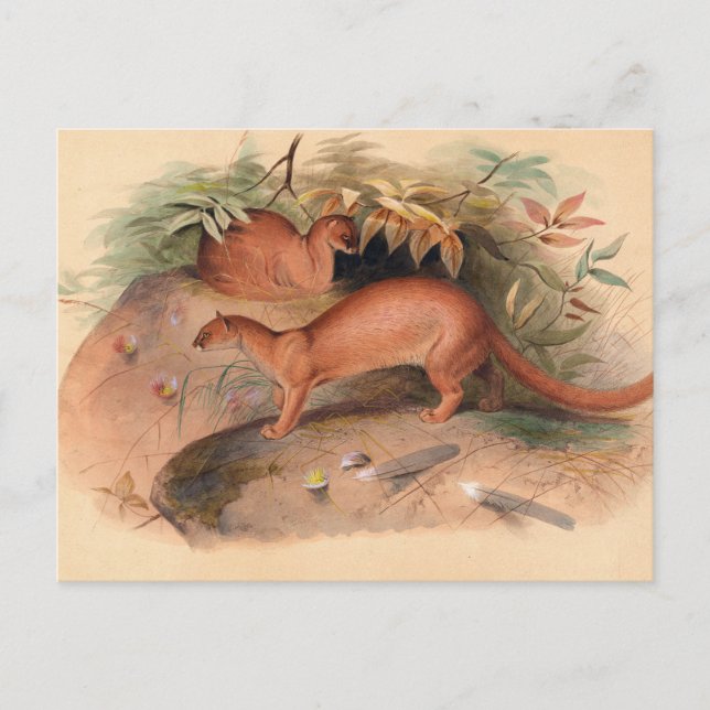 Cartão Postal O Eyra de Joseph Wolf (Frente)