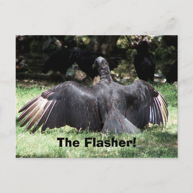Cartão Postal O Flasher! (Frente)