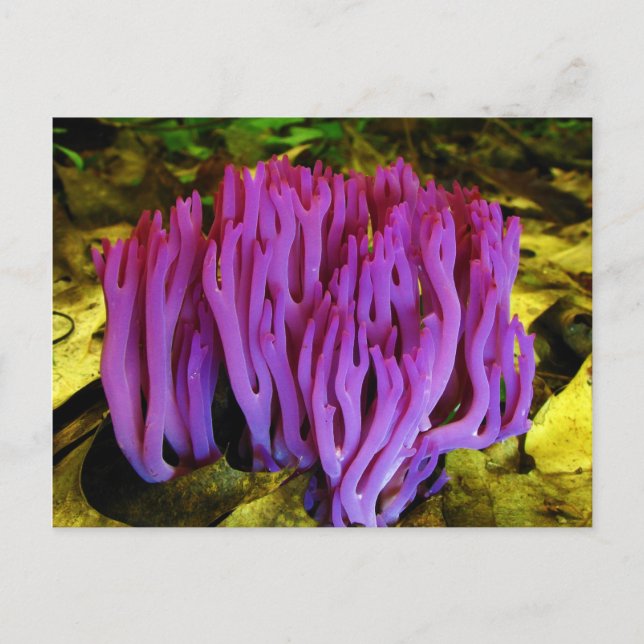 Cartão Postal O Fungo Coral Violeta Clavaria Zollingeri (Frente)
