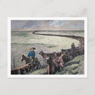 Cartão Postal O gado Longhorn dirige do Texas para Abilene, Kans