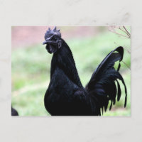 O galo Ayam Cemani Chamado Vlad
