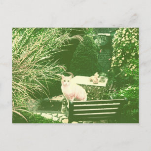 Cartão Postal O gato cor-de-rosa