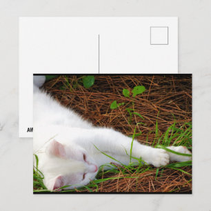 Cartão Postal O Gato nas Agulhas de Pinheiro