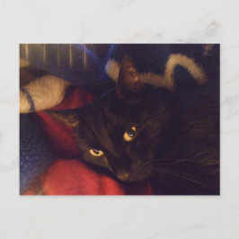 Cartão Postal O gato o mais considerável no mundo