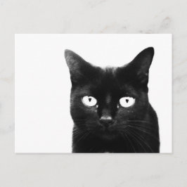 Cartão Postal O Gato Preto