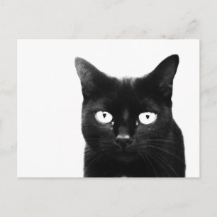 Cartão Postal O Gato Preto