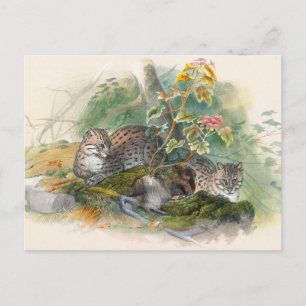 Cartão Postal O Gato Wagati de Joseph Wolf