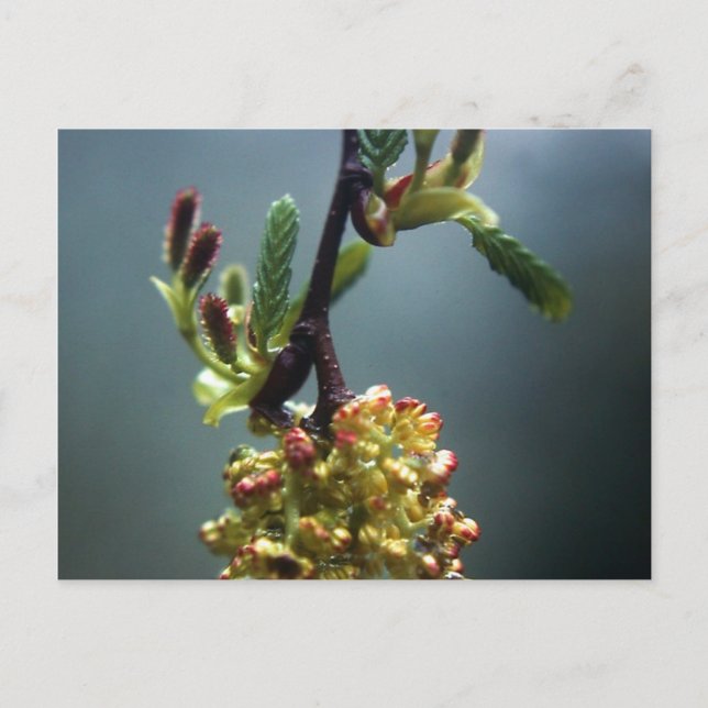 CARTÃO POSTAL O GAZELLE (Frente)