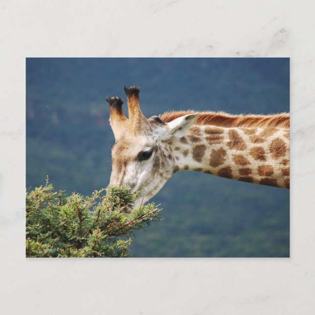 Cartão Postal O girafa que come algum sae (Frente)