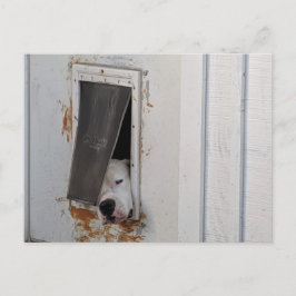 Cartão Postal O grande cão branco tenta sair do cachorrinho.