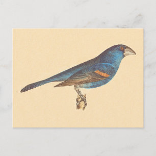 Cartão Postal O Grosbeak Azul, os Pássaros de Nova Iorque de Jam
