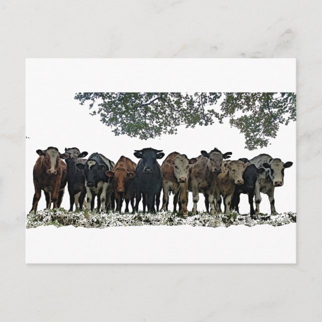 Cartão Postal O Herd (Frente)