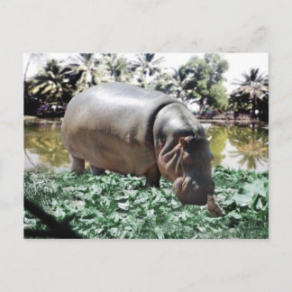 Cartão Postal O Hippo E O Pássaro