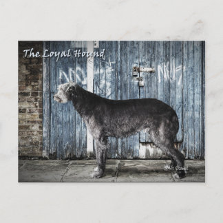 Cartão Postal O Hound Leal