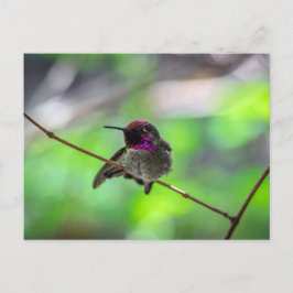 Cartão Postal O Hummingbird de Anna
