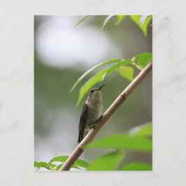 Cartão Postal O Hummingbird Observador