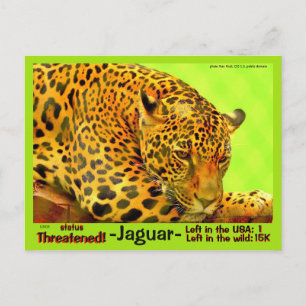 Cartão Postal O Jaguar é um animal em risco de extinção -
