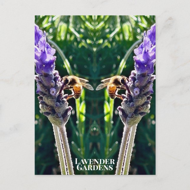 Cartão Postal O Lavanda e a Abelha (Frente)