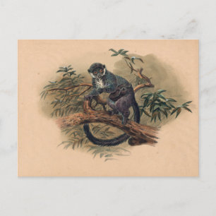 Cartão Postal O Lemur Frente Negra de Joseph Wolf