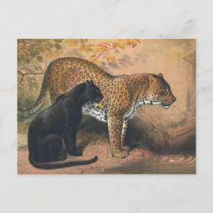 Cartão Postal O Leopardo de Joseph Wolf