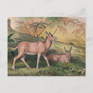 Cartão Postal O Leucoryx de Joseph Wolf