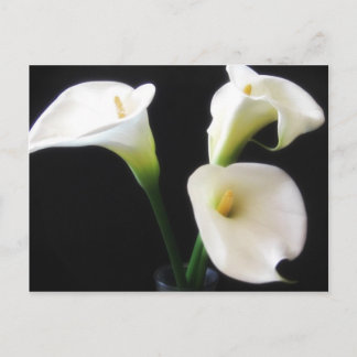 Cartão Postal O lírio de Calla elegante floresce 12