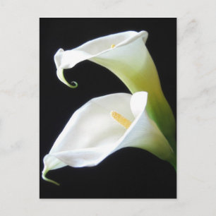 Cartão Postal O lírio de Calla elegante floresce 8