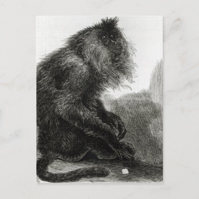Cartão Postal O Macaco do Waderoo Indiano (Frente)