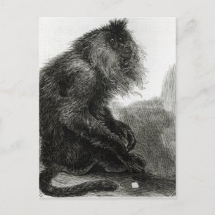 Cartão Postal O Macaco do Waderoo Indiano