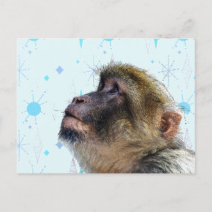 Cartão Postal O Macaco Olha Para o Papel de Parede Moderno de Me