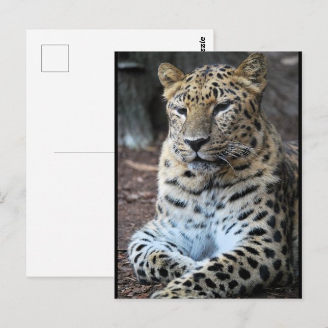 Cartão Postal O Majestoso Leopardo (Frente/Verso)