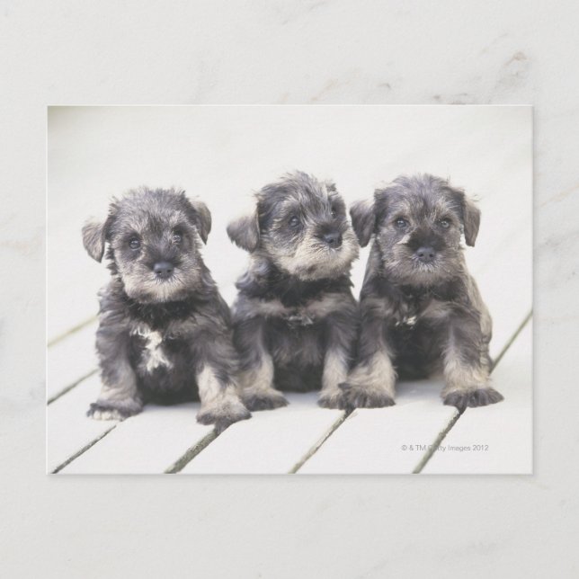 Cartão Postal O Miniatura Schnauzer é uma raça de cão pequeno (Frente)