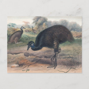 Cartão Postal O Mooruk por Joseph Wolf