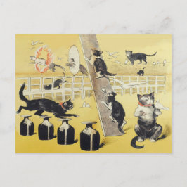 Cartão Postal O Mundo Do Gato