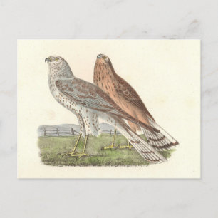 Cartão Postal O Norte Harrier NY Bird