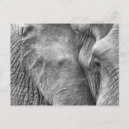 Cartão Postal O olho de um elefante