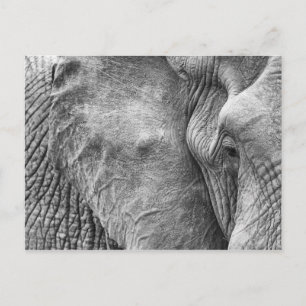 Cartão Postal O olho de um elefante