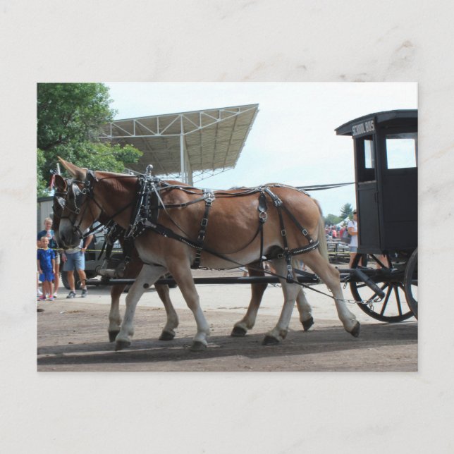 Cartão Postal O ônibus escolar puxado por mulas (Frente)