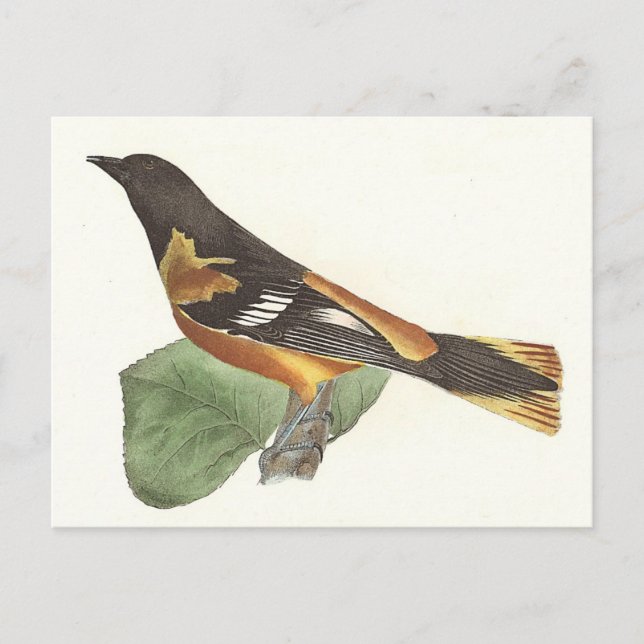 Cartão Postal O Ouro ou Baltimore Oriole (Icterus galbula) (Frente)