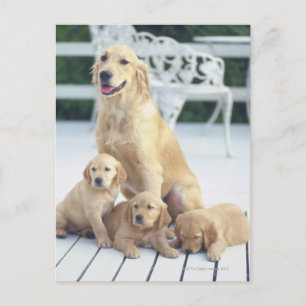 Cartão Postal O Ouro Retriever é relativamente moderno e