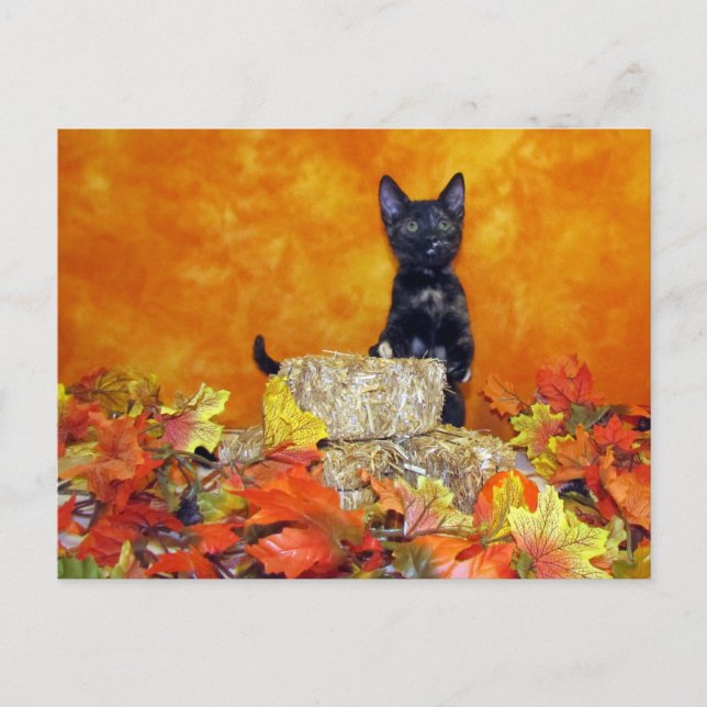 Cartão Postal O outono de Ashlynn - Cartão-postal de Gato/Gatinh (Frente)