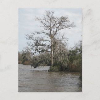 Cartão Postal O pântano da Geórgia