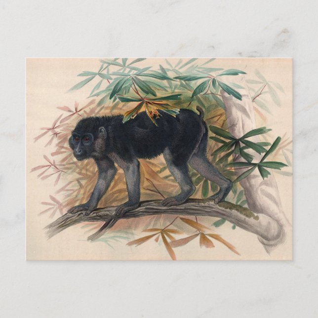 Cartão Postal O Papa Ashy-Black por Joseph Wolf (Frente)