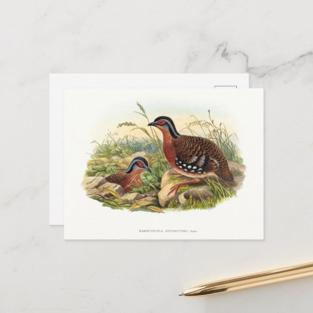 Cartão Postal O papa-vermelho (Bambusicola hyperythra) (Frente/Verso In Situ)