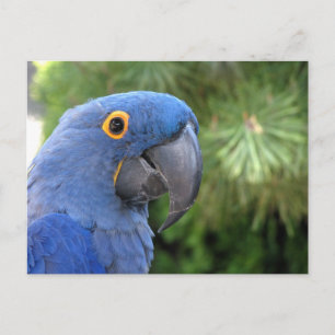 Cartão Postal O papagaio azul da Helaine