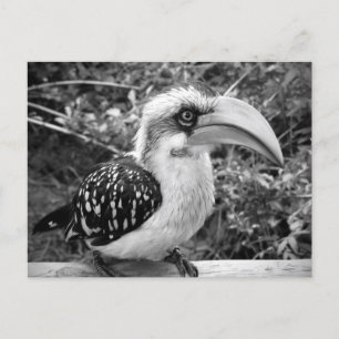 Cartão Postal O pássaro Hornbill fecha olhando a câmera bw