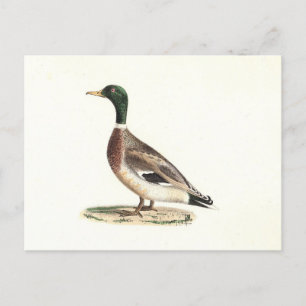 Cartão Postal O Pato-de-Alá ou Selvagem (Anas platyrhynchos)
