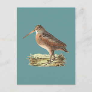 Cartão Postal O Pau-Americano (Rusticola minor) NY Bird