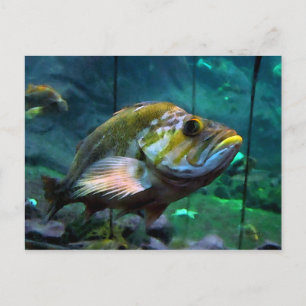 Cartão Postal O Peixe